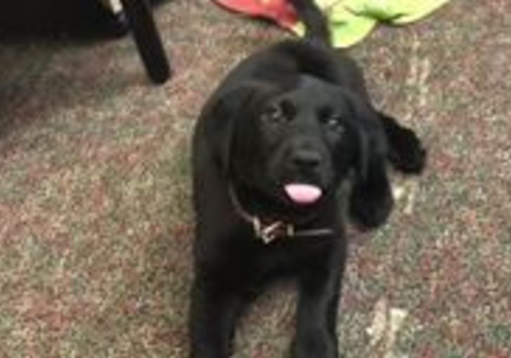 Rescue Puppy Born With 'Swimmer' Syndrome Learns to Walk - video ...