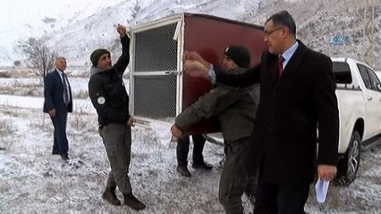 - Yaralı bulunan vaşak tedavisinin ardından özgürlüğüne kavuştu