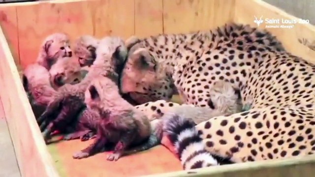 Etats-Unis : une portée exceptionnelle de huit bébés guépards naît dans un zoo