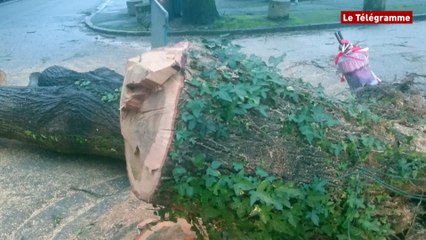 Lorient. Un tilleul de soixante ans arraché par la tempête