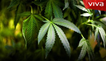 Ganja Seberat 1,3 Ton Rute Aceh-Jakarta Digagalkan Polisi