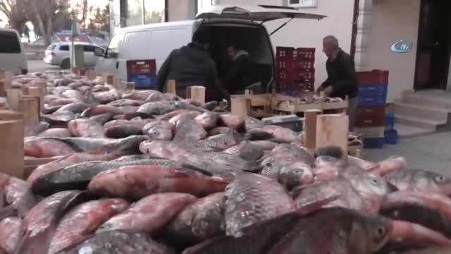 Beyşehir Gölü'nden Suriye'ye Çin Sazanı İhracatı
