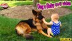 Cute German Shepherd and Babies funny Videos