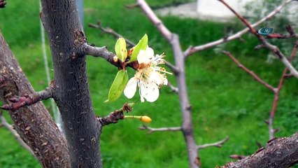 İklim değişikliği kendini gösterdi, Kocaeli’nde ağaçlar meyve verdi