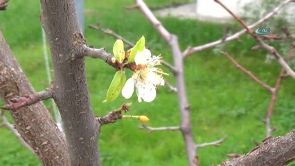 İklim Değişikliği Kendini Gösterdi, Kocaeli'nde Ağaçlar Meyve Verdi