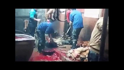 XIN ĐỪNG ĂN THỊT CHÓ NỮA,............TỘI NGHIỆP LẮM      NAM MÔ A DI ĐÀ PHẬT