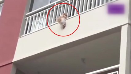 [이브닝] 베란다 매달린 강아지 극적 구조한 주민들 / YTN