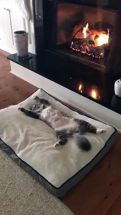 Le chat le plus détendu du monde !