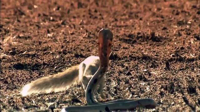 snake vs mongoose real fight | Great Mongoose vs King Cobra Fights video