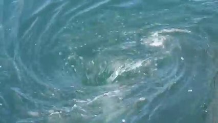 Swimming with a Whirlpool! (Ocean Whirlpool) - Vortex