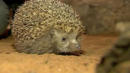 Israel's overweight hedgehogs put on New Year's diets