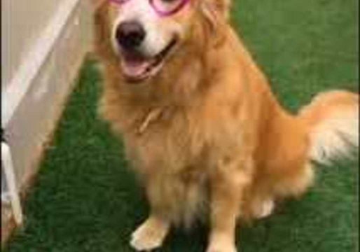 Adorable Pooch Says Goodbye to 2017 and Hello to 2018