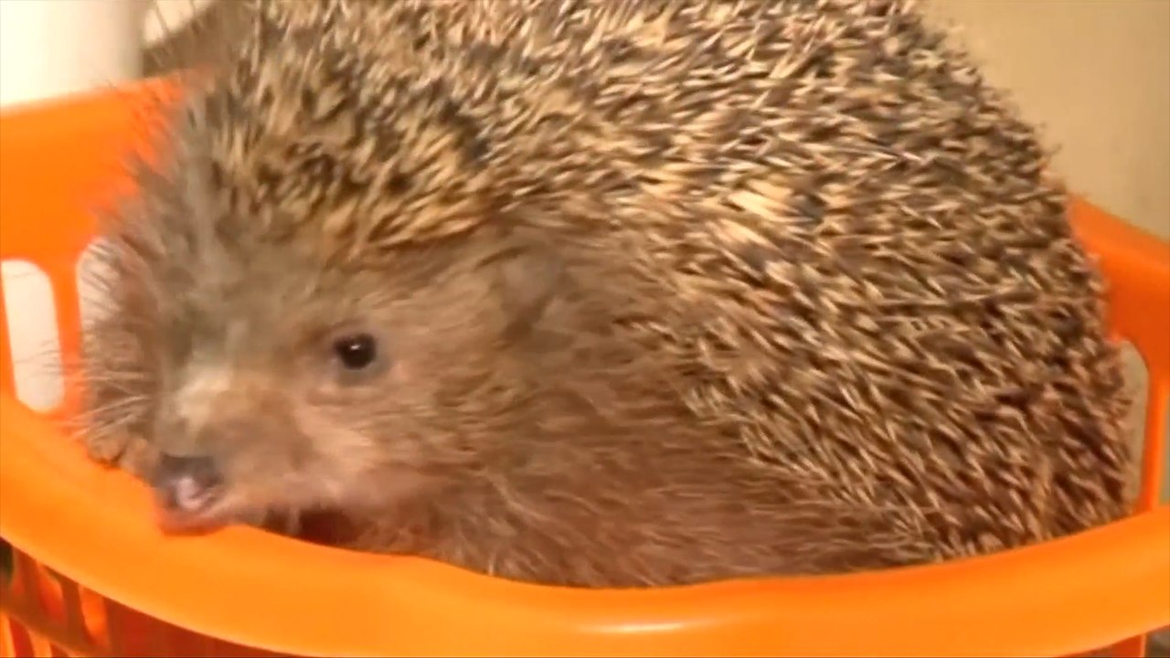 In Israel, Overweight Hedgehogs Are Put On Strict Diets
