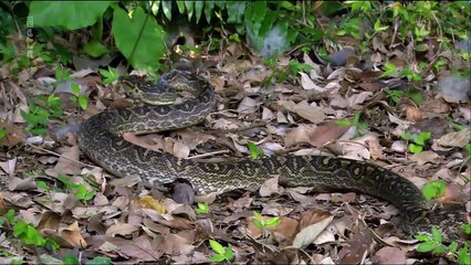 Le Japon sauvage - Tropical et animal