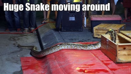 Huge Snake moving around