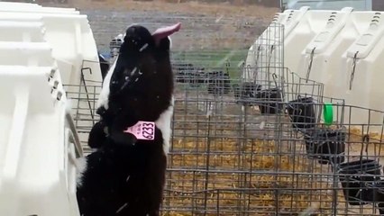 Cette vache goutte à la neige pour la première fois et elle kiffe ça