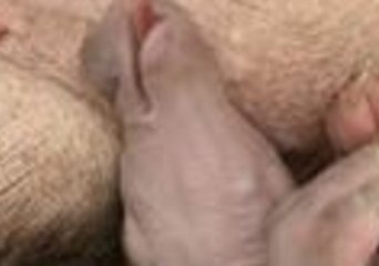 Adorable Aardvark Dreams of 'Termite Mounds' During Midday Nap