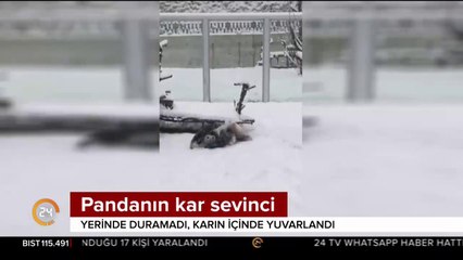 Pandanın kar sevinci