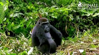 Heart-warming moment Damian Aspinall's wife Victoria is accepted by wild gorillas (OFFICIAL VIDEO)