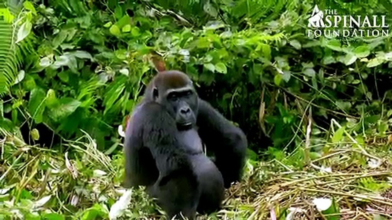 Heart-warming moment Damian Aspinall's wife Victoria is accepted by wild gorillas (OFFICIAL VIDEO)