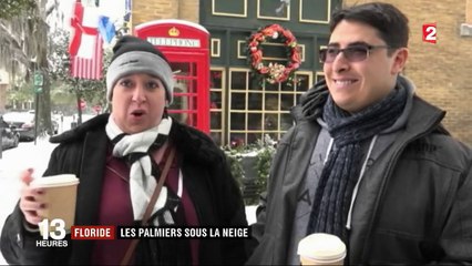 Floride : les palmiers sous la neige