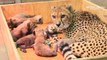 Cheetah gives birth to record 8 cubs in Saint Louis Zoo
