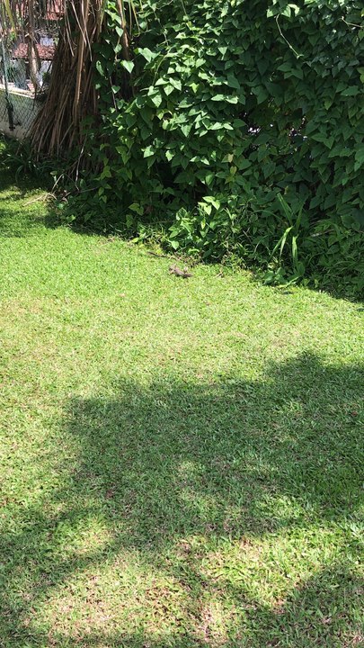 Monitor Lizard Sri Lanka