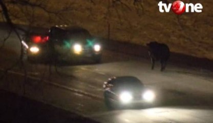 Truk Pengangkut Sapi Terguling, Pengendara Panik Sapi Lepas