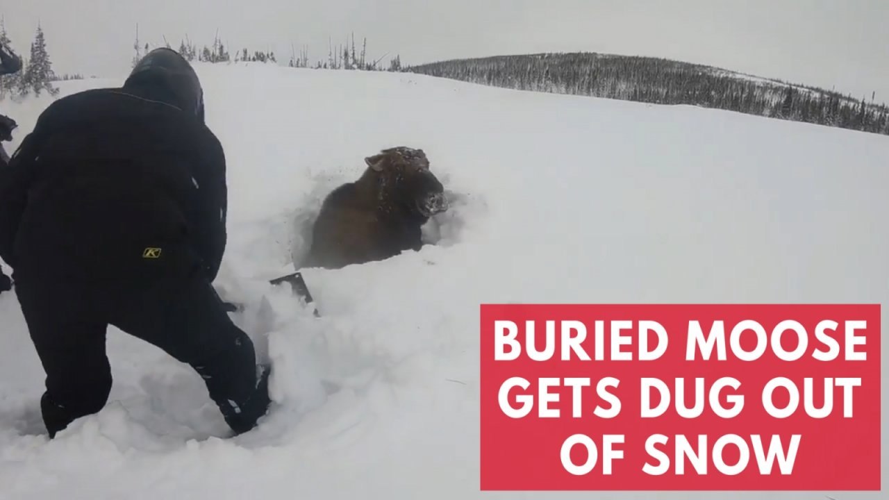 Moose buried in snow gets dug out by passing snowmobilers