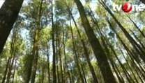 Gratis, Wisata Alam Hutan Pinus Ramai Dikunjungi Wisatawan
