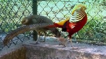 Exotic Chinese Golden Pheasant And Water Birds | Beautiful Wildlife Video