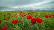 Beautiful Blossom Red Poppies Flower Landscape, Windy And Cloudy Weather In Kazakhstan - by Timelapse4K