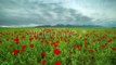 Blossoms Red Poppies In The Field Move In Wind, Mountains In Background In Kazakhstan - by Timelapse4K