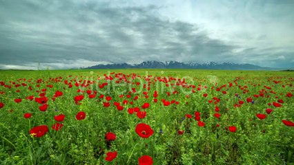 Blossoms Red Poppies In The Field Move In Wind, Mountains In Background In Kazakhstan - by Timelapse4K