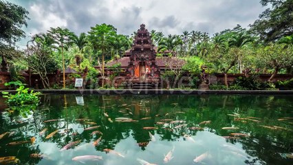 Fish Pond On The Background Of The Temple in Bali, Indonesia by Timelapse4K