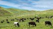 Herd Of Cows Grazing In a Meadow In The Mountains, Kazakhstan by Timelapse4K