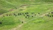 Herd Of Cows Grazing In a Meadow, Kazakhstan - by Timelapse4K - Hive