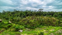 Overcast Clouds Over Rice Terraces in Bali, Indonesia by Timelapse4K