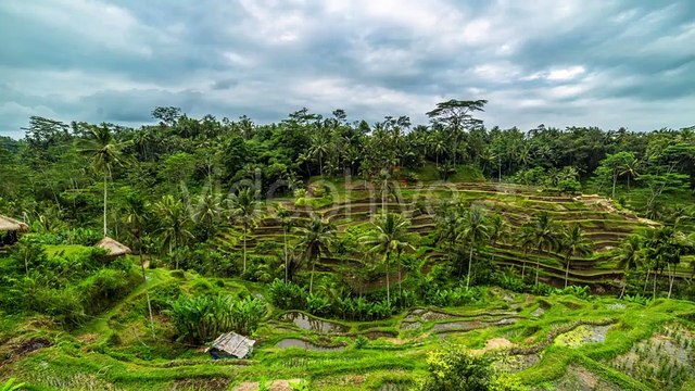 Overcast Clouds Over Rice Terraces in Bali, Indonesia by Timelapse4K