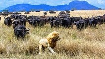 Amazing 500 brothers buffalo chasing the lion to occupy the lake buffalo vs lions