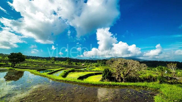 Reflection Of Clouds In The Water In The Rice Field in Bali by Timelapse4K