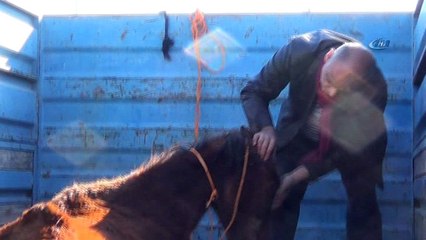 Açlıktan zayıf düşen ata hayvanseverler sahip çıktı