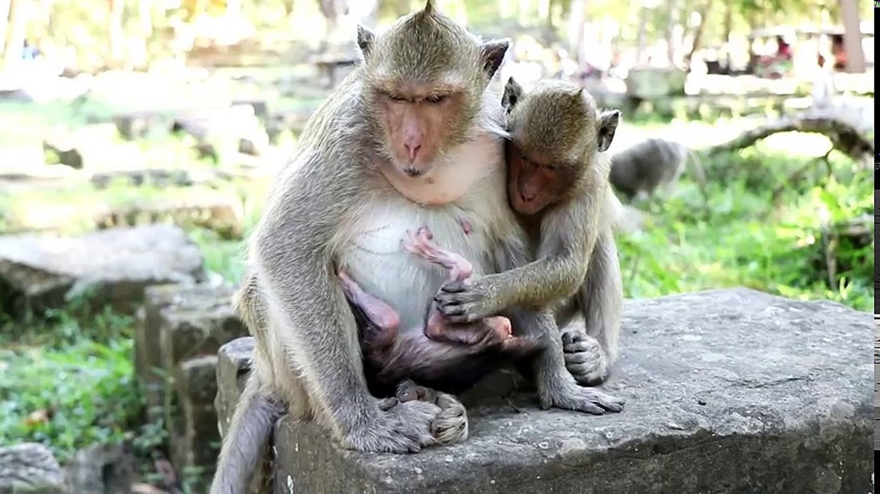 Newborn monkey Jessie cry loudly cos not enough milk for drink, Daily Monkey
