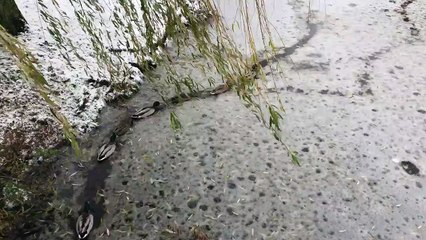Une famille de canard passe à travers la glace d'une rivière !