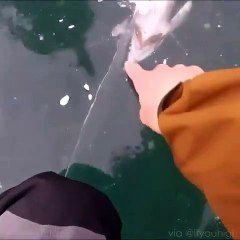 Un poisson congelé au bord dun lac