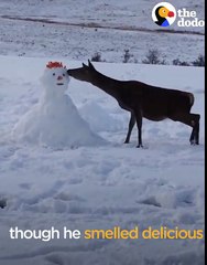 Deer Meets Snowman And Devours Him | The Dodo