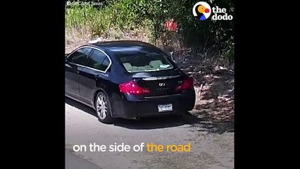 Dog Abandoned On The Street Lives Like A Queen Now | The Dodo