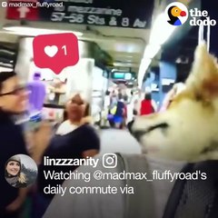 NYC Subway Dogs Brighten People's Days | The Dodo