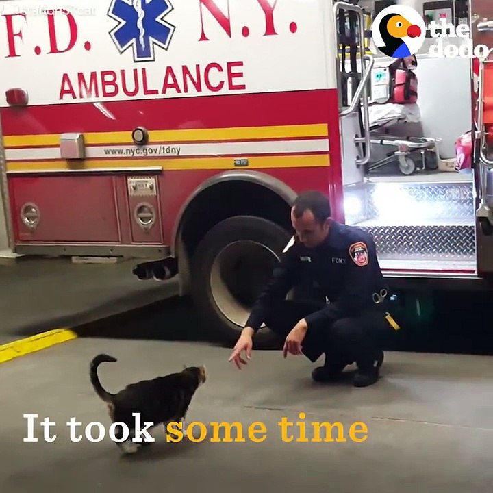 Stray 'Killer' Cat Makes EMS Station Her New Home | The Dodo