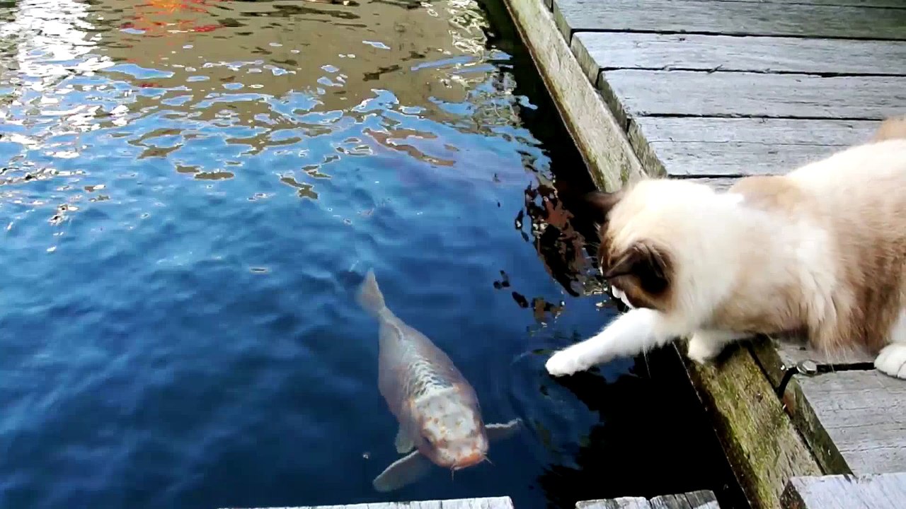 Cat Loves Fish